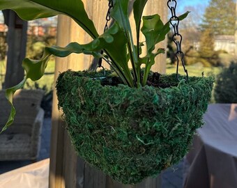 6" Square BASKET Natural MOSS Hanging Planter - Great Hanging Small Basket Pot for Orchids Herbs Flowers Succulent Plants Fairy Garden Like