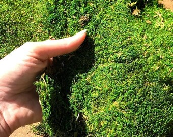 Preserved Sheet Moss Dark Green Carpet Moss for Terrariums Crafts Decor wholesale