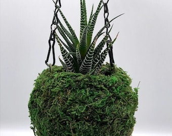 Natural MOSS Hanging 4" BALL Planter Basket - Great Hanging Small Basket Pot for Herbs Flowers Succulent Plants Fairy Garden Like