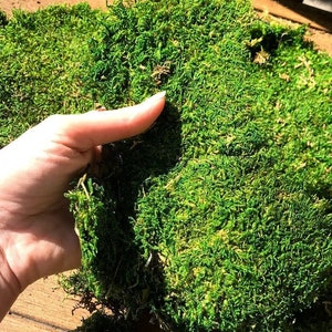 Preserved Sheet Carpet MOSS - Dark Green 1oz 8oz or 1lb Air Plants Crafts Floral Display Terrarium Living Green Wall Frame