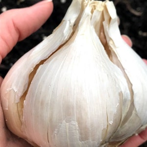 Elephant Garlic Seed for Fall Planting - Huge Jumbo Fall garden Bulbs Hardneck Unique Gardening Gift