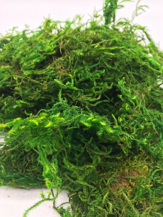 Preserved Reindeer Moss Floral Moss | DIY Terrarium Supplies | Art Wall Decor | Wedding Decor Green / 8 oz Bag by Succulents Box