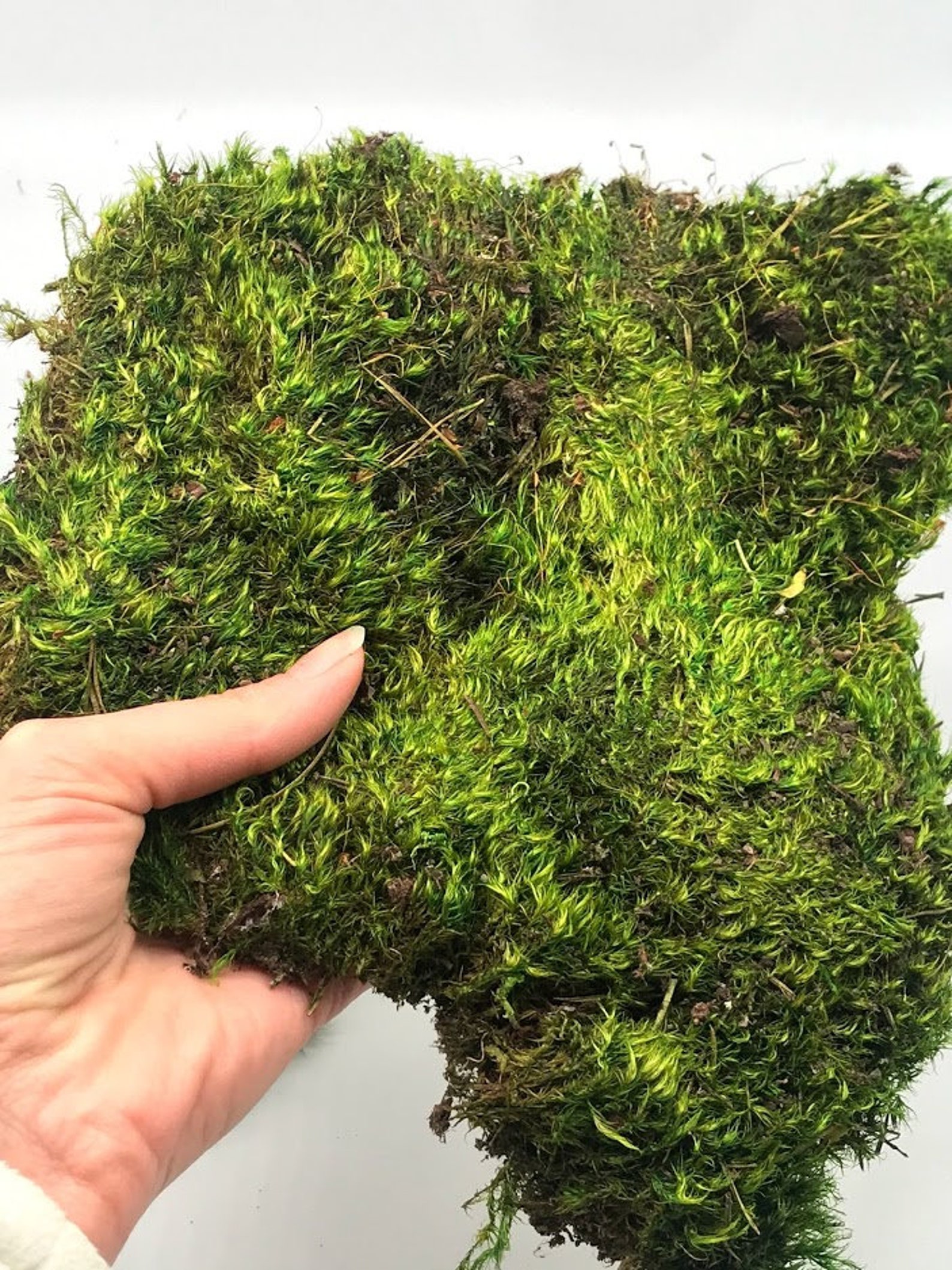 Preserved Mood Broom MOSS Dark Green 1oz 4oz 8oz Air Plants Etsy