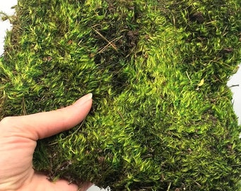 Preserved Mood Broom Moss - Dark Green dried Floral Crafts Terrarium wholesale