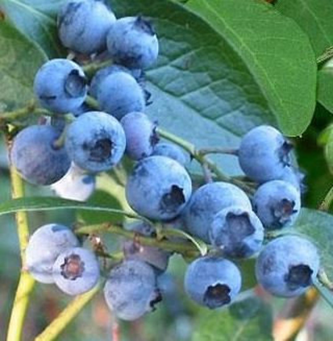 Patio Blueberry Plant for Containers Semi Dwarf Half High Northland