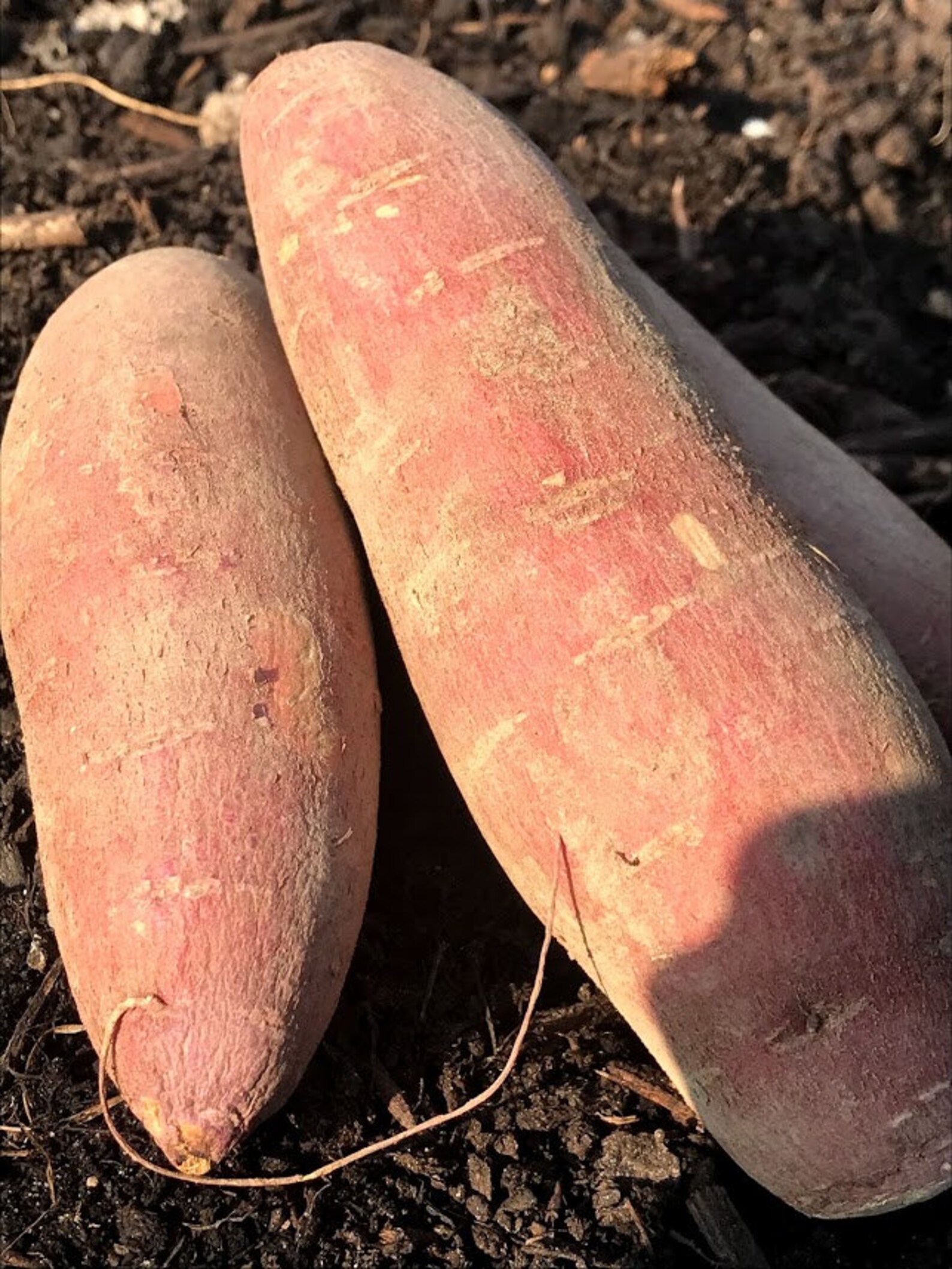 BURGUNDY Sweet Potato Seed Potatoes for Slips NonGMO Ipomea Etsy