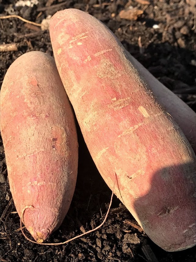 BURGUNDY Sweet Potato Seed Potatoes for Slips NonGMO Ipomea Etsy