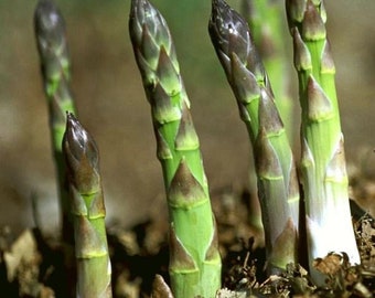 Heirloom Asparagus Mary Washington Bare Root Plants Crowns Plant Variety Cold Hardy & Heavy Soils