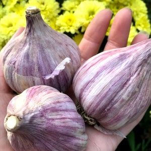 1/2 lb pound Turkish Red MARBLED PURPLE Stripe Garlic Seed Shipping garden bulbs Hardneck Scapes + Instructions