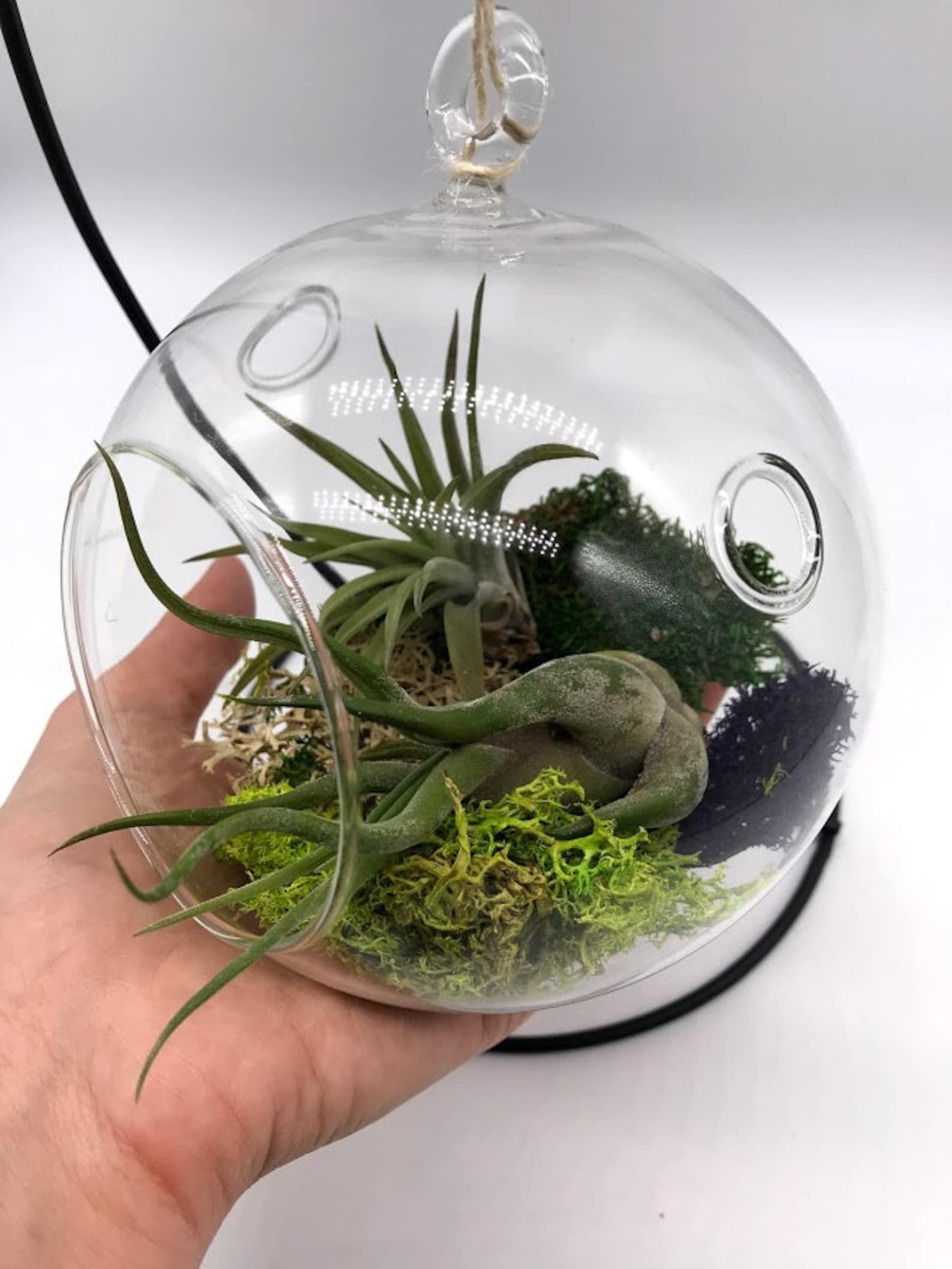 Air Plant Glass Globe W/ STAND Bulb Hanging Planter Pot Etsy Israel