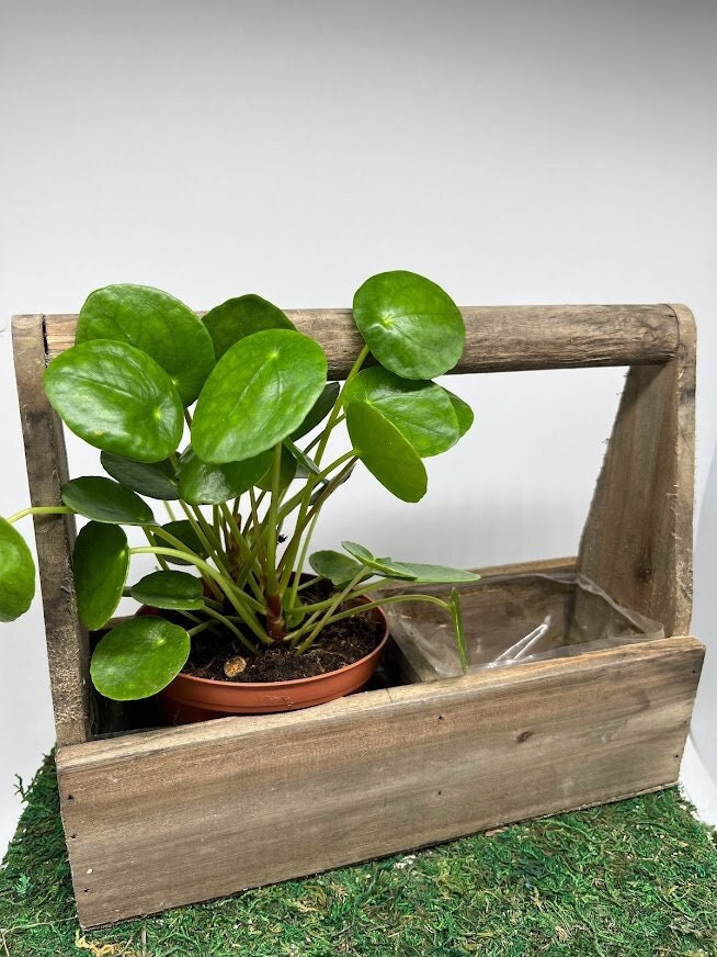 Windowsill Wood Handled Trug Planter for 2 plants - Rustic Farmhouse Vintage container for Plants Cacti Succulent Indoor Herbs Kitchen