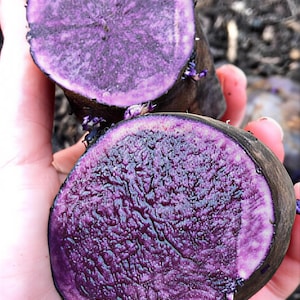 May include: Two halves of a purple potato, showcasing the vibrant, deep violet flesh. The cut surfaces reveal a textured interior with a lighter-colored ring near the skin. The dark skin contrasts with the bright interior. Sprouts are visible.
