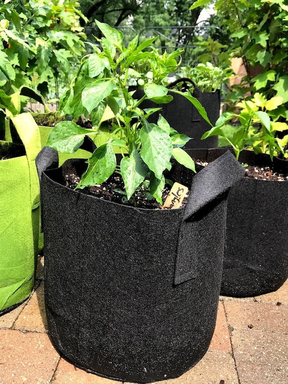 5 Pack 20 Gallons Grow Bags Healthy Smart Gardening Pots – FiveSeasonStuff