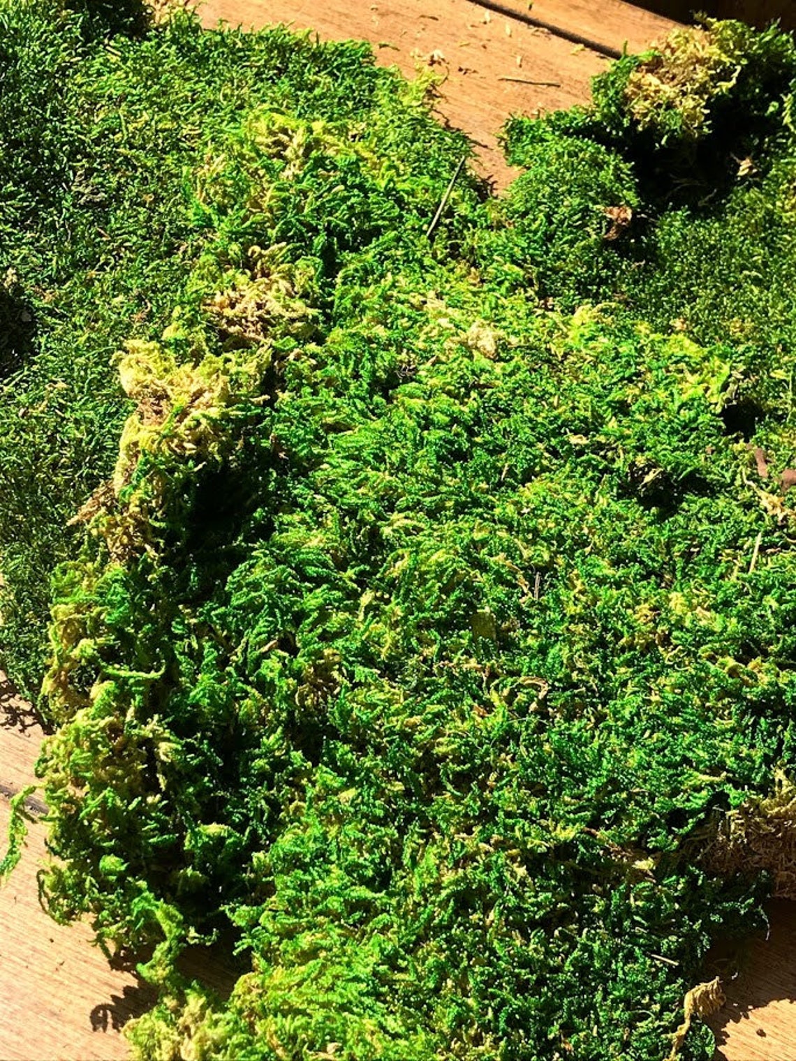 Preserved Sheet Carpet MOSS Dark Green 1oz 8oz or 1lb Air Etsy