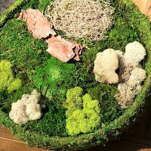 DIY Fairy Garden Preserved Moss Kit and Platform Base for Indoor Container Gardening - Magical Nature Gift