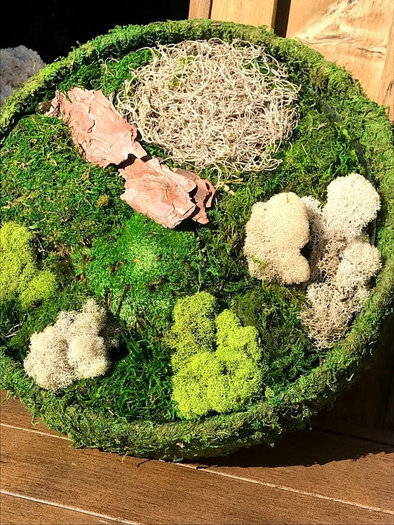 3 Sq. Ft Preserved Moss for Potted Plants Green Moss for Crafts Floral Moss  Decorative Moss for Table Decor DIY Wall Art Kit Terrariums Gardening  Florist Wedding Projects, 3 Colors : Buy