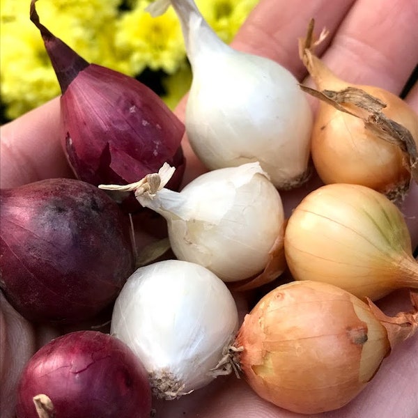 Red Yellow White Onion Sets Bulbs Variety Fall Plant Onions Long Day Allium cepa