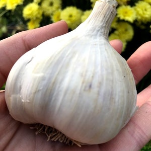 German White Garlic Seed: Extra Hardy Porcelain Hardneck - Planting Instructions