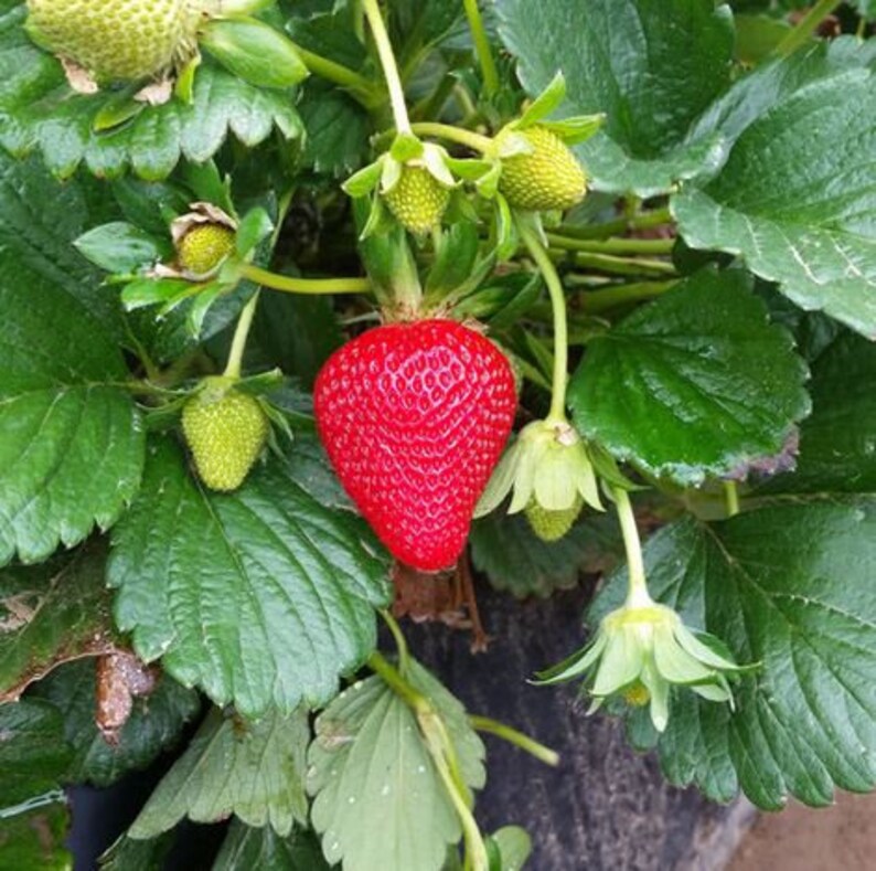 June Bearing 15 Strawberry Plants Bare Root Surecrop Patio Etsy