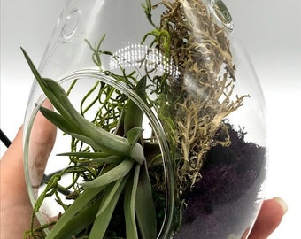 Air Plant Glass Raindrop w/ STAND Bulb Hanging Planter Pot  Tillandsia Succulents w/ Preserved Moss Easy Care Low Light Plant Terrarium