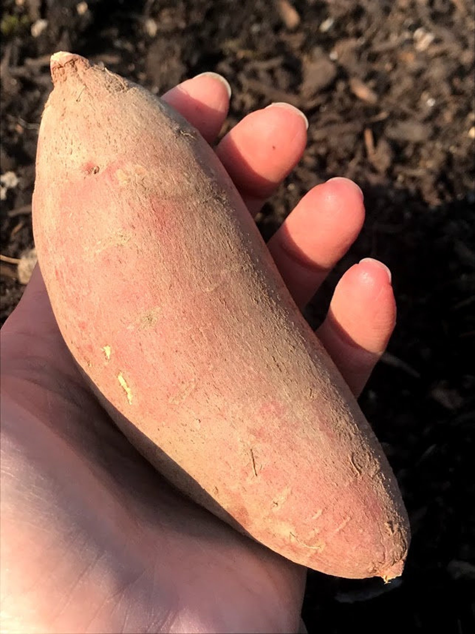 BURGUNDY Sweet Potato Seed Potatoes for Slips NonGMO Ipomea Etsy