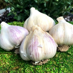 1 lb pound MUSIC Garlic Seed - 4-5 garden bulbs Porcelain Hardneck Scapes + Instructions Allium sativum