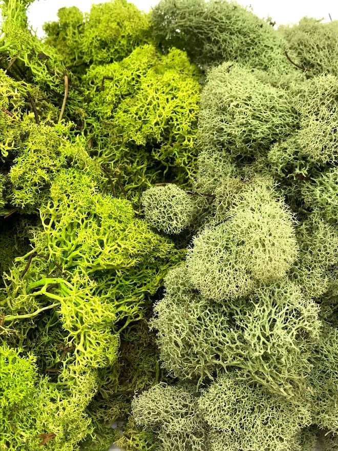 Chartreuse Reindeer Moss for Tillandsia Air Plants Terrariums – Air Plant  Shop