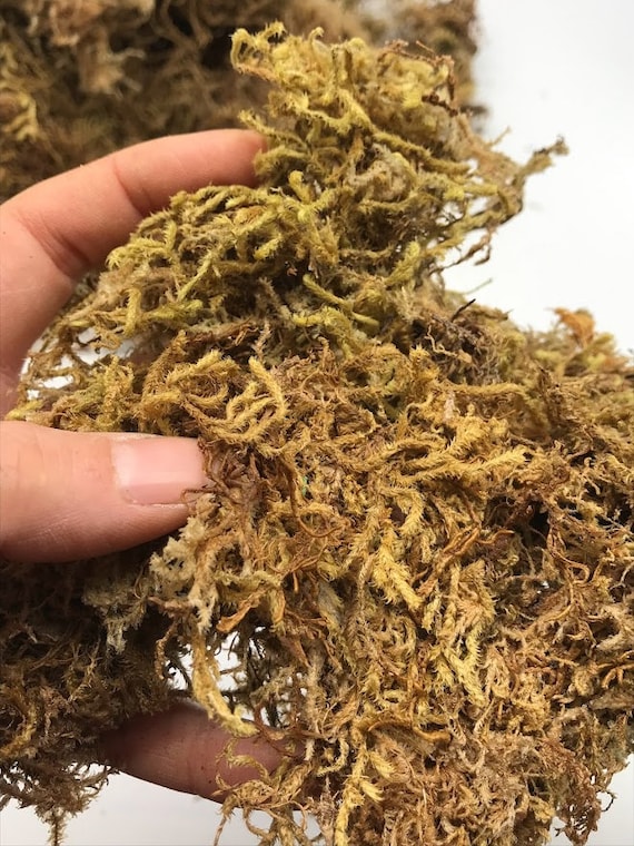 Natural Dried Textural Sphagnum MOSS 8oz 1lb 3lb Air Plants Crafts Floral  Display Terrarium Living Green Wall Frame -  Finland