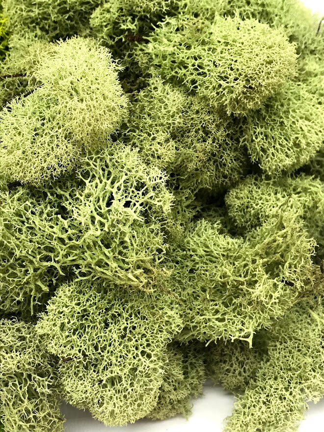 Preserved Reindeer Moss - Premium Decorative Moss For Crafts, Home Décor, Art, Design & DIY - View #6
