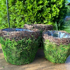 May include: Three round, moss-covered planters made of woven twigs. The planters are different sizes and are arranged in a row on a wooden surface.