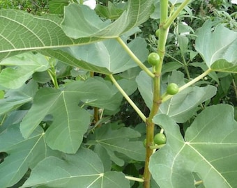 Chicago Hardy Fig Tree Rooted Cutting Bare Root Plant Great for Cold Climates Small Berry Fruit