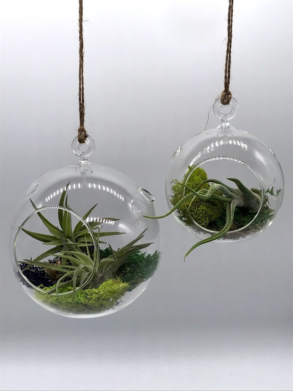Air Plant Glass Globe Bulb Hanging Planter Pot Tillandsia Etsy
