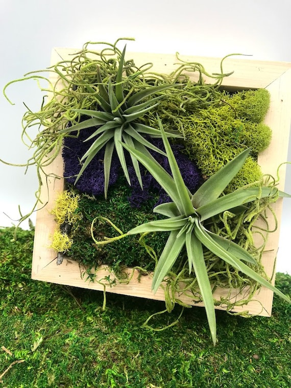 Promo Bingkai Air Plant, Airplant Frame Tillandsia Holder Rak Gantungan