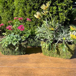 May include: Three moss-covered planters with different plants. The planter on the left has pink flowers, the middle planter has green foliage, and the planter on the right has yellow flowers.