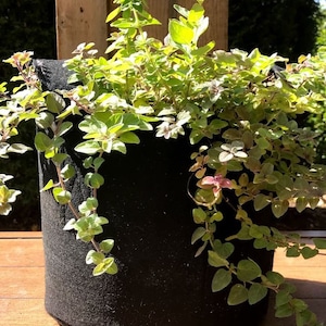May include: A black fabric grow bag filled with a lush green oregano plant. The plant is spilling over the edges of the bag, with some stems trailing down the side.