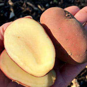 May include: A hand holds a whole red potato and two halves of a potato, showing the creamy yellow flesh. The cut potatoes have a thin red skin around the edges. The background is blurred.