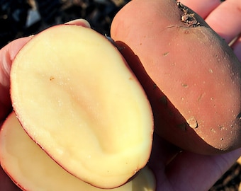 Organic French Fingerling Seed Potatoes - Red Skin Yellow Flesh Finger Potato