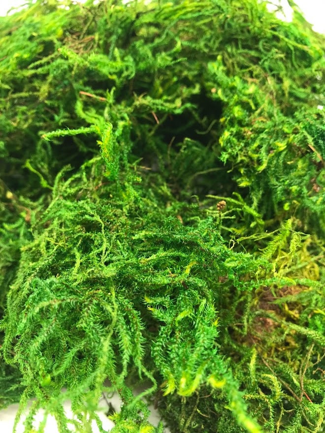 Super Moss 2oz Preserved Green Sheet Moss