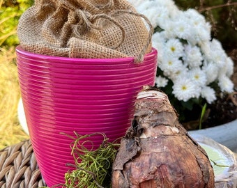 White OR Pink Amaryllis Grow Kit Bulb in HOT Pink Ceramic Planter - Ceramic Growing Flower Gift Set - Perfect for Gardener or Nature Lover