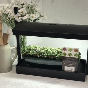 Microgreens Grow System: Table Top Kit with Organic Seeds