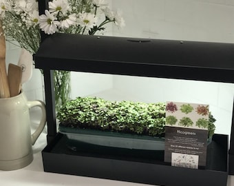 Microgreens Grow System with LED Light – Self-Watering Kit Organic Seeds & Supplies Included