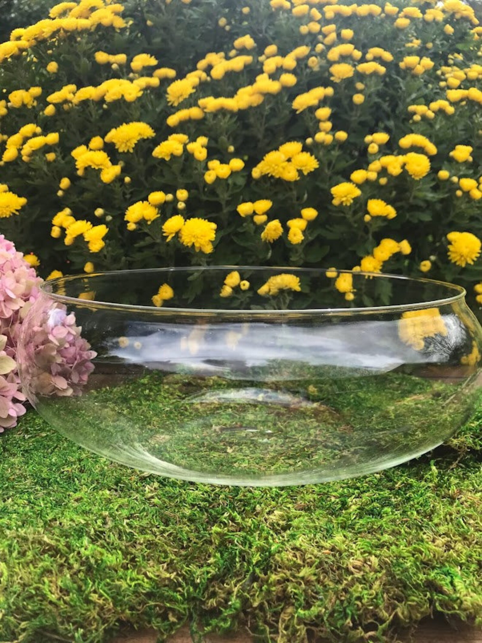 Shallow 10 Glass Footed Terrarium for Succulents Air Etsy