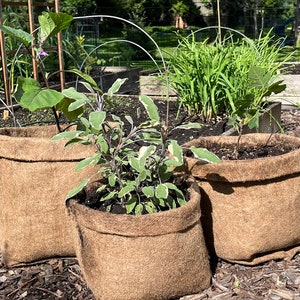 May include: Three brown fabric grow bags with plants growing inside. The bags are sitting on a bed of brown wood chips.