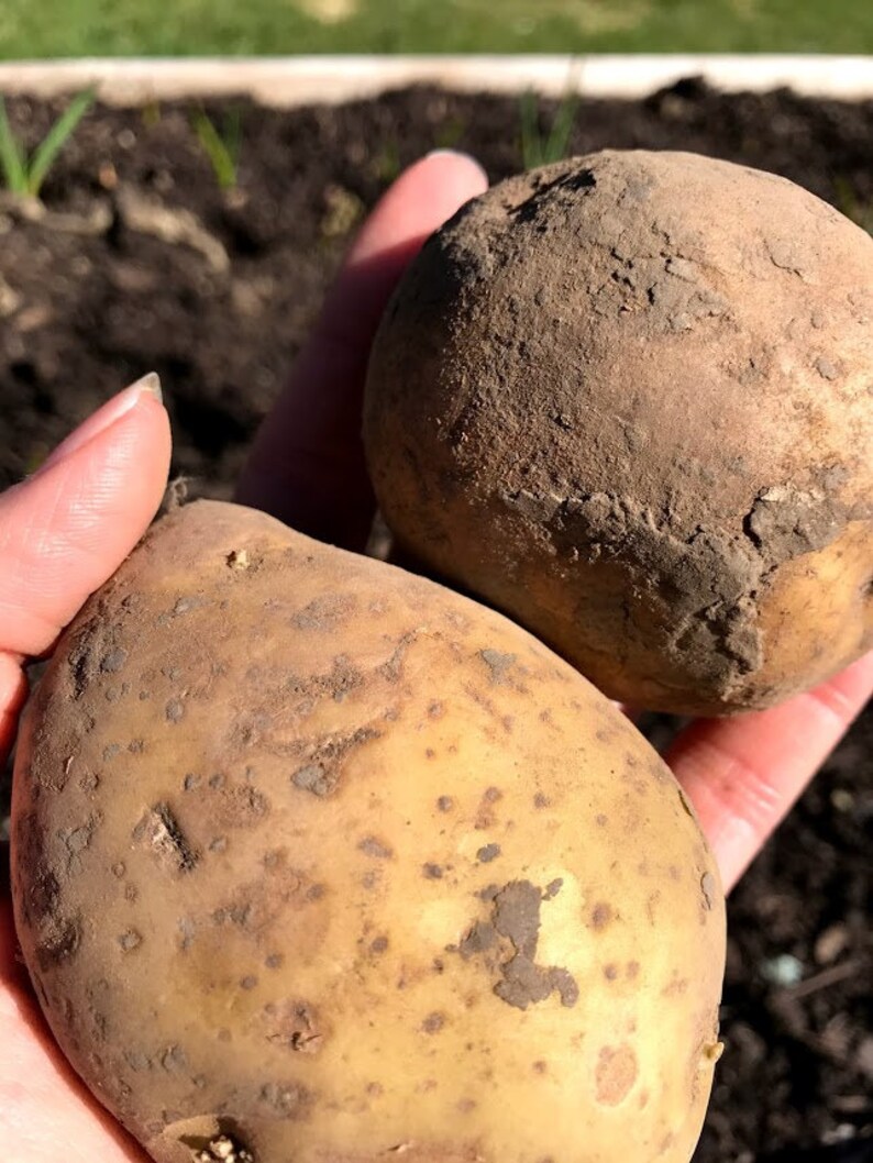 Russet Burbank Seed Potatoes Nongmo White Idaho Baked Etsy