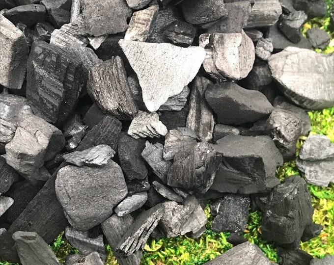 Horticultural Charcoal 101: Plant & Substrate Guide - Terrarium Tribe