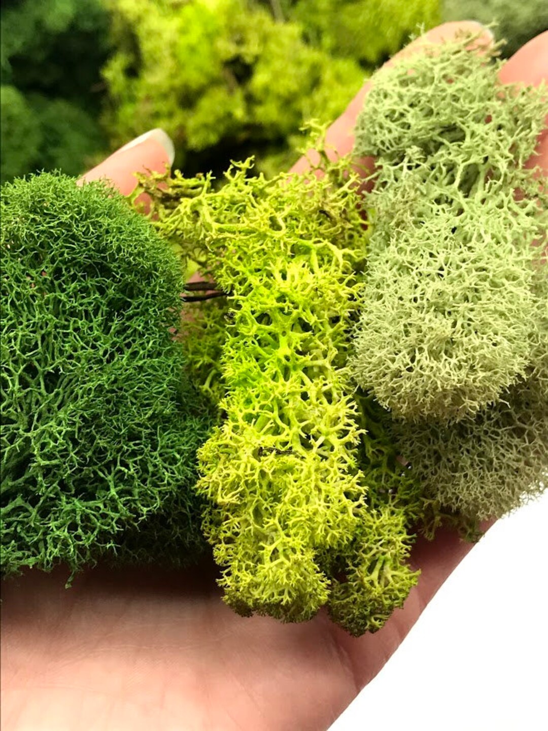 NW Wholesaler Bright Green Preserved Reindeer Moss - 2oz - Indoor Outdoor  for Potted Plants, Terrariums, Fairy Gardens, Arts and Crafts or Floral