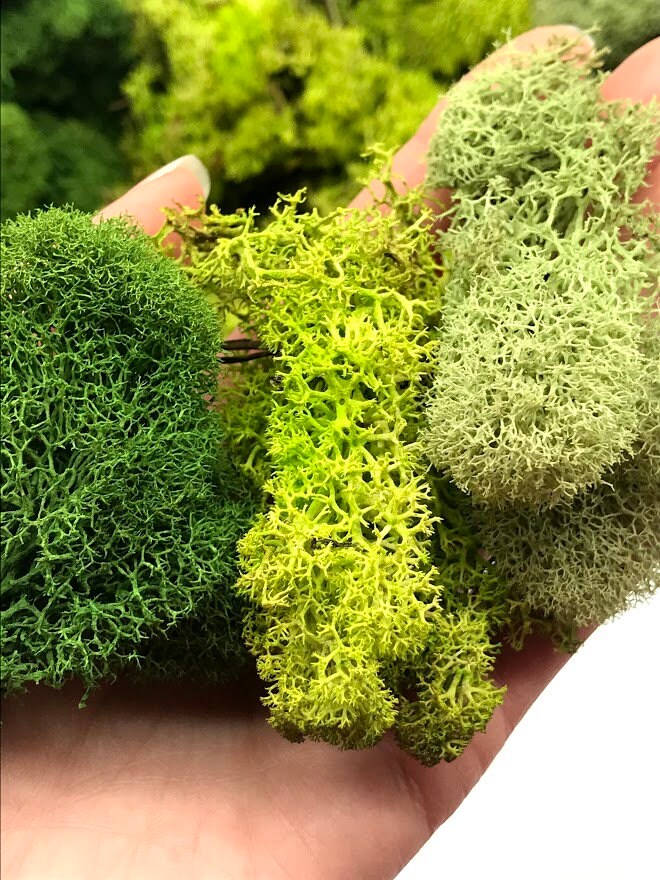 Preserved Reindeer Moss Bulk 5 Pound Box 3 Beautiful Colors-basil Moss-chartreuse  Moss Forest Green Moss 