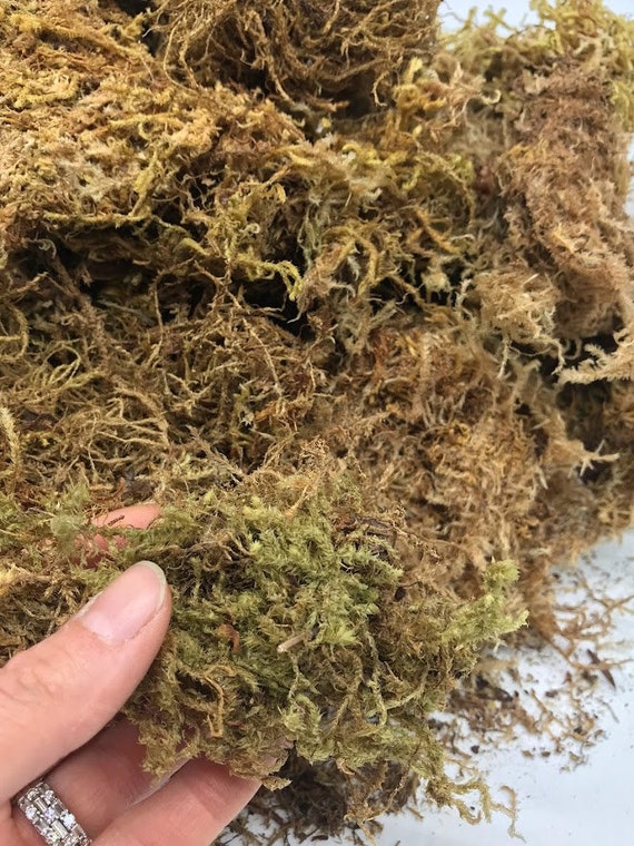 Sphagnum Moss Care Guide - Highland Moss