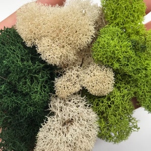 Preserved Reindeer Moss: Natural Green for Terrarium & Crafts (3oz) - 3 colors to choose