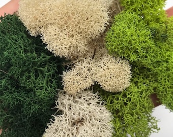 Preserved Reindeer Moss Natural Green for Terrarium & Crafts (3oz) - 3 colors to choose